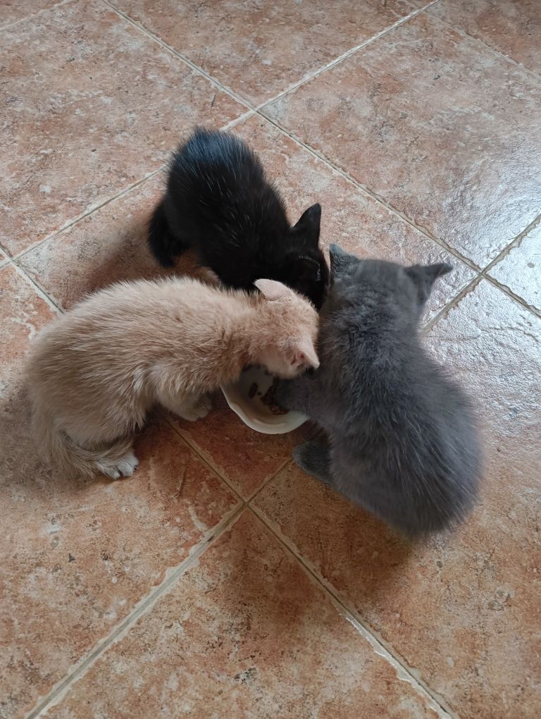 Подарявам котета