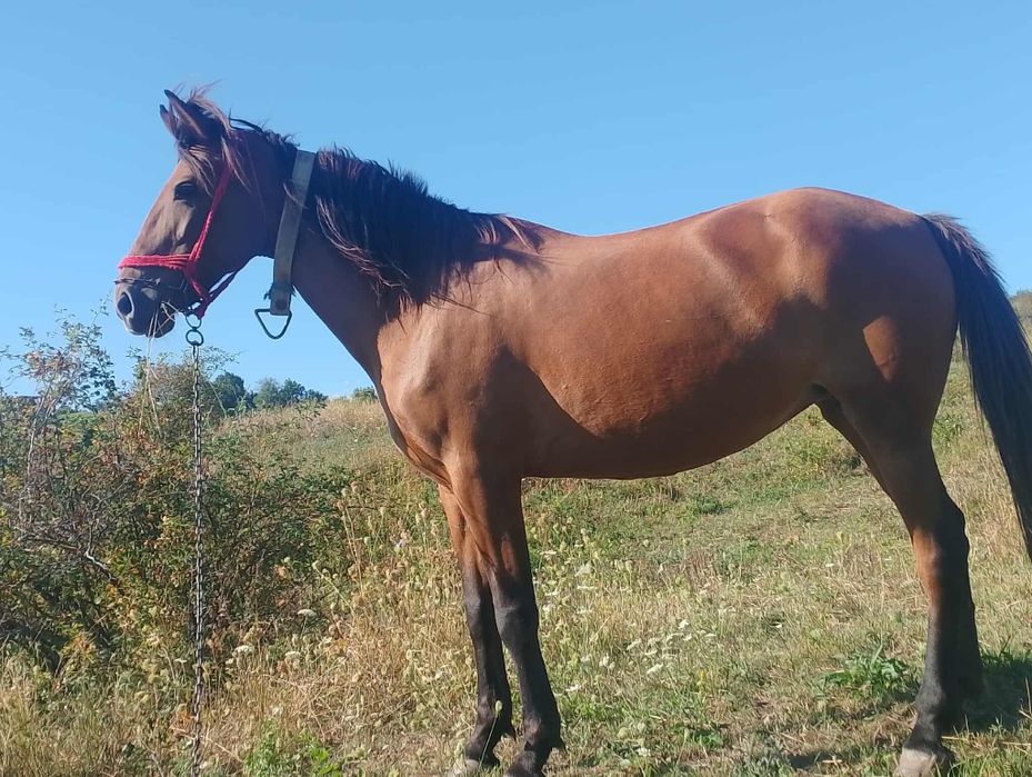 Iapa de vânzare  preț  (70 de milioane (