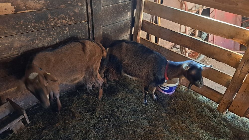 Capre alpine franceze de vânzare