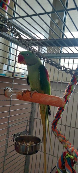 Papagal marele Alexander