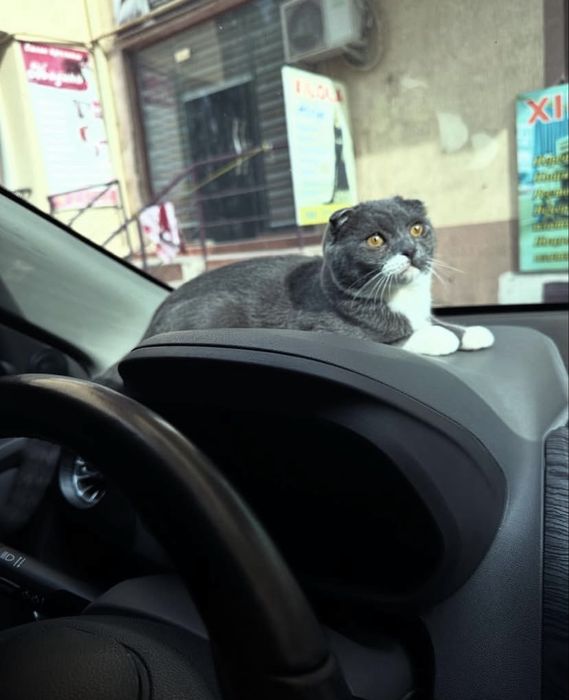 Britanskiy mushuk sotiladi