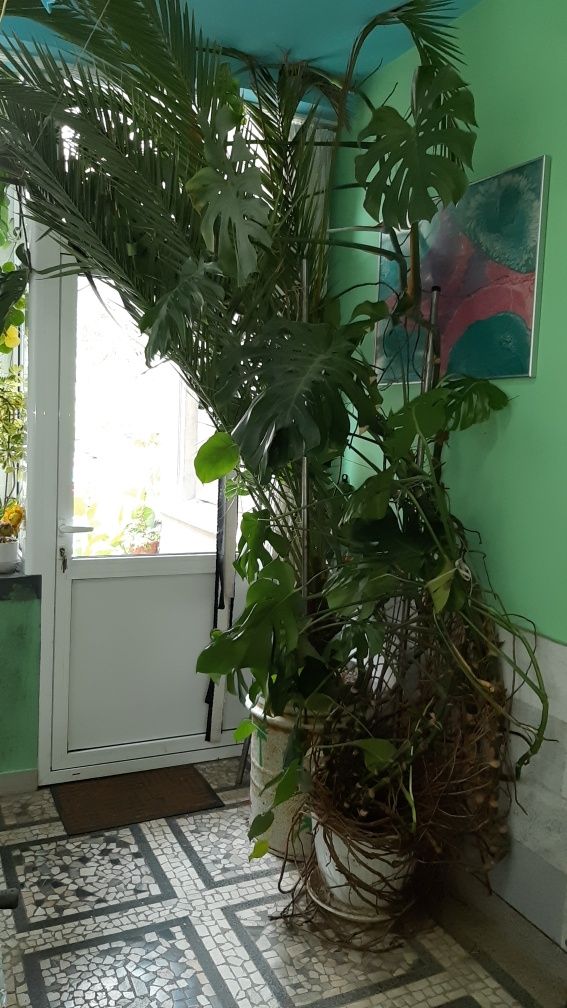 Филодендрон, Philodendron