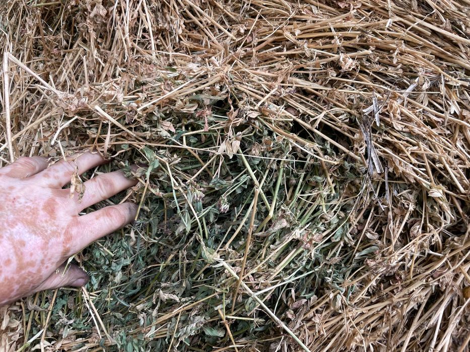 Vind baloți de lucernă foarte bună calitate