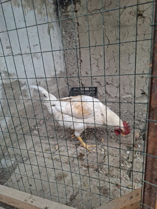 Ок хуроз 100 минг