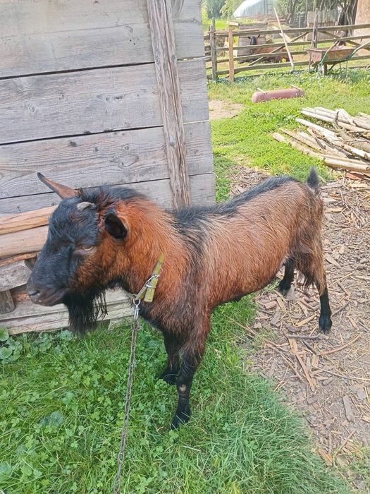 Vând țap alpin francez