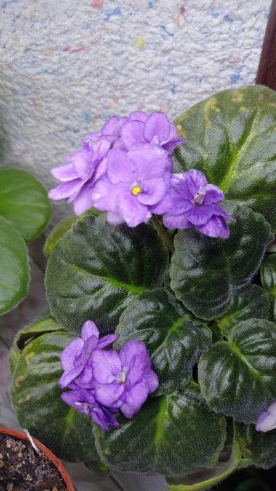 Fiyalka gullari sotuvda bor