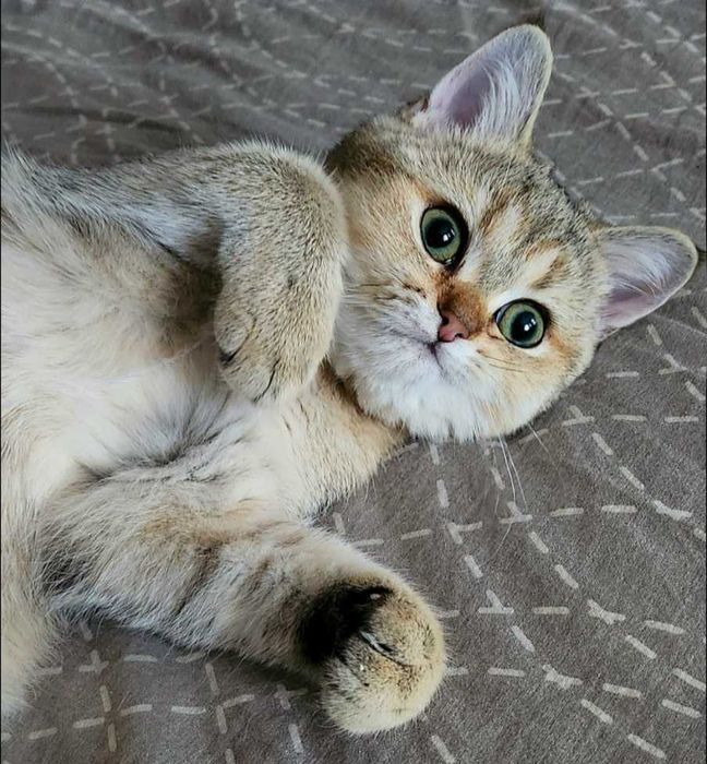 British Shorthair Golden cu pedigree