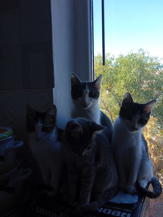 Отдам котят в добрые руки