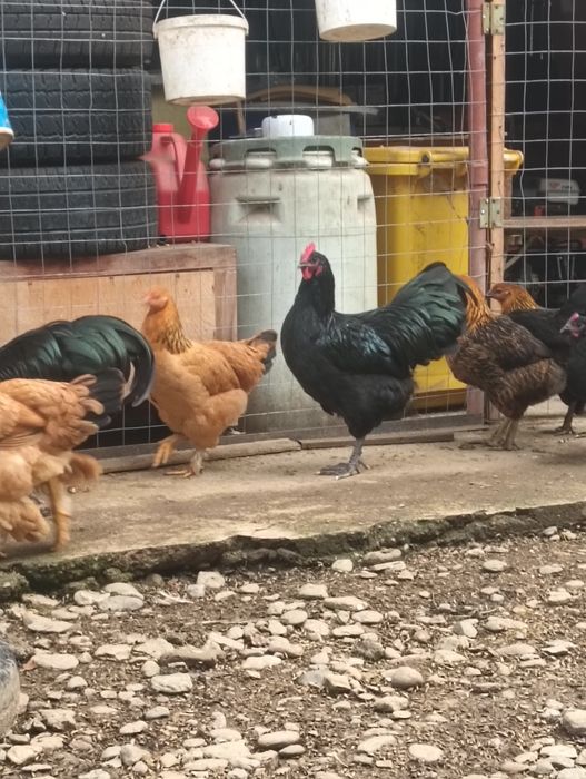 Cocoș de vânzare!