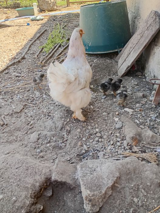 Vând cocoș și găină brahma herminat deschis