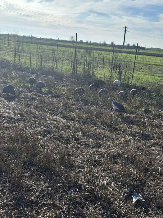 Vand sau schimb bibilici