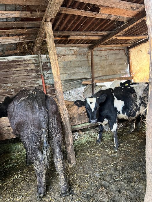 Vând 5 viței rasa holstaine și Angus