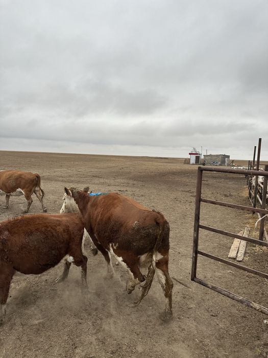 Семіз тоқал сиыр