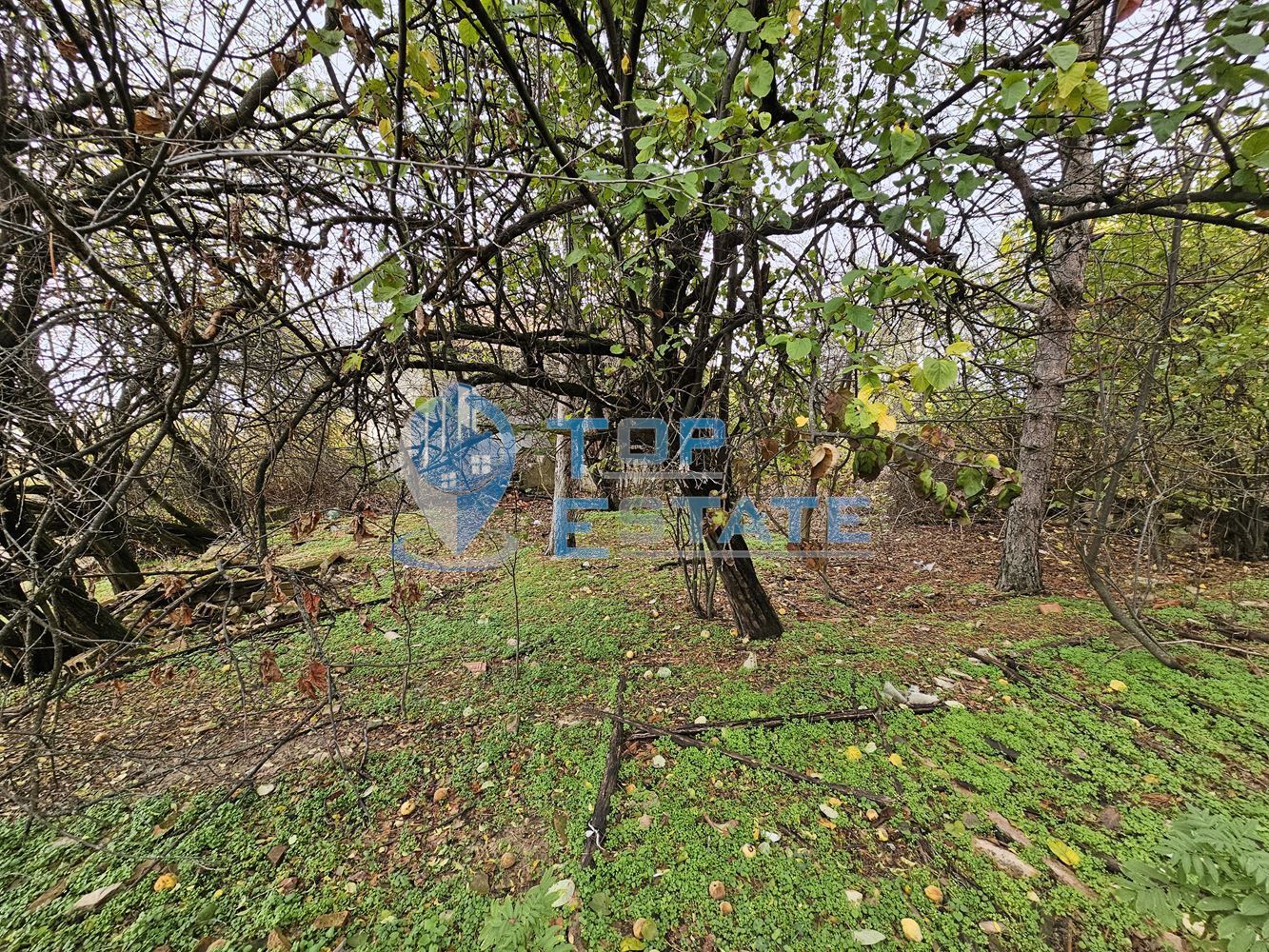 Голям парцел със стара къща в село Ново градище, община Стражица
