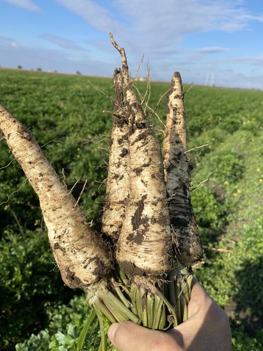 Patrunjel radacina, Pastarnac  si Patrunjrl frunza