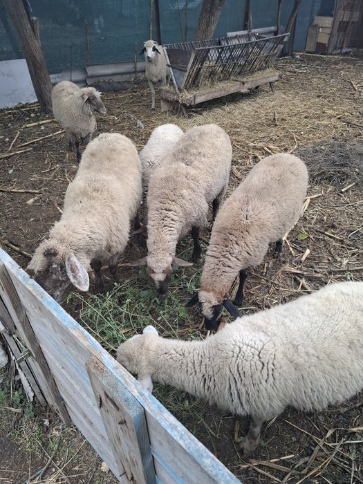 Berbecuti de vânzare