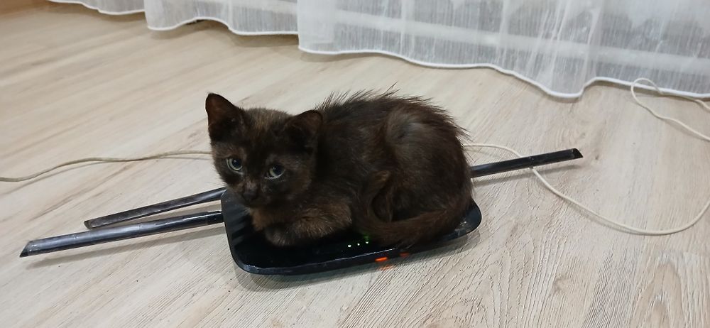 Отдадим кошечек в добрые, заботливые руки