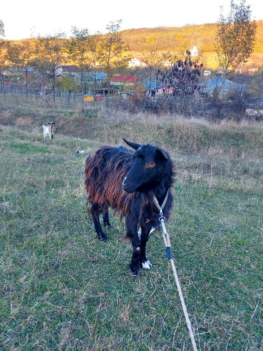 Vând echipa de capre cu țap