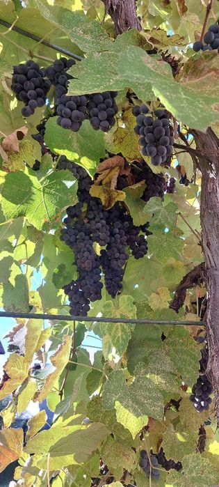 Struguri de vânzare!