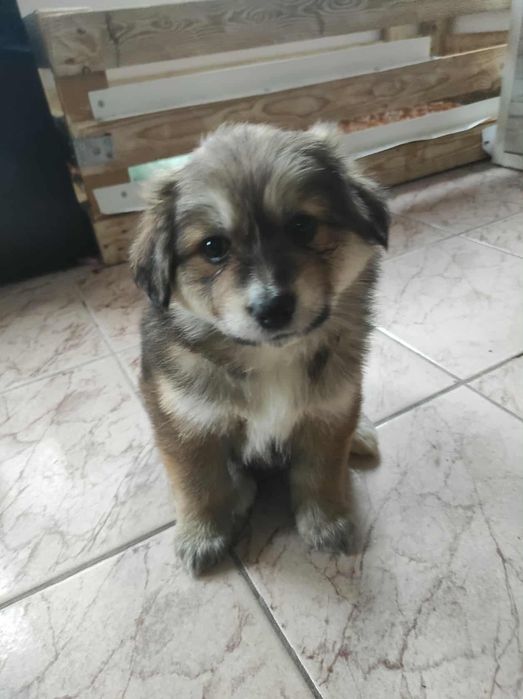 Подарявам две момичета, майка акита, баща овчарка