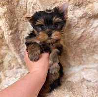 Yorkshire terrier pui superb