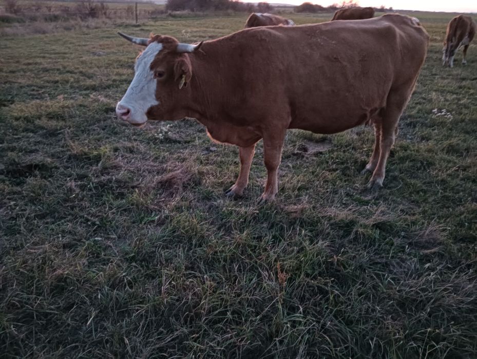 Vând vaca gestanta montantă artificial cu Belgian în luna a 7