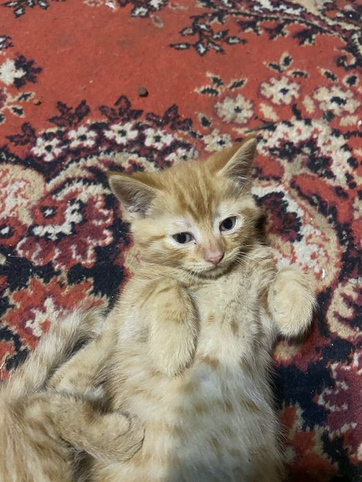 Котята , девочки ооооо