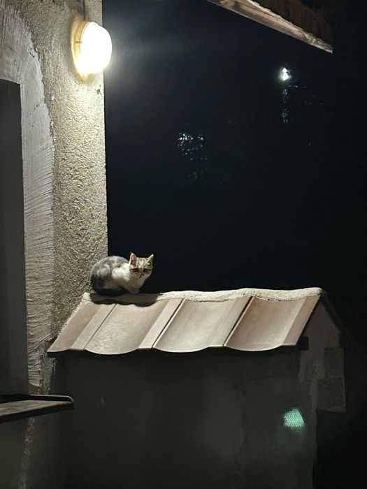 Подарявам 2 малки котета