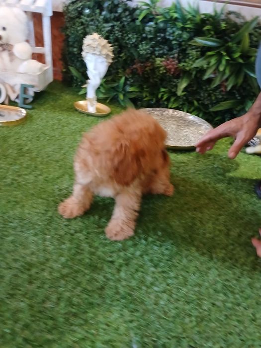 Cavapoo – cățeluș adorabil, blând și inteligent