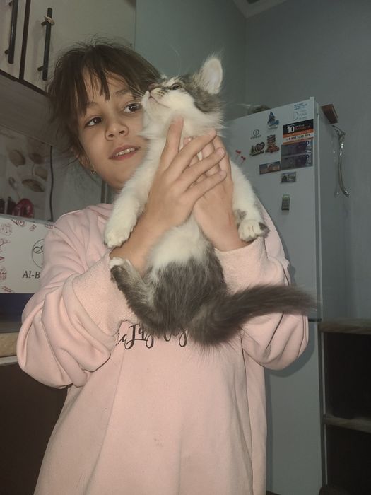 Котята сибирской пароды