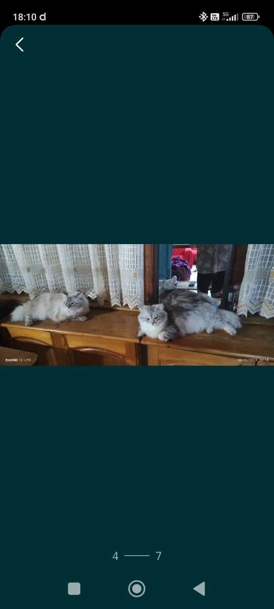 Сибирски  котета