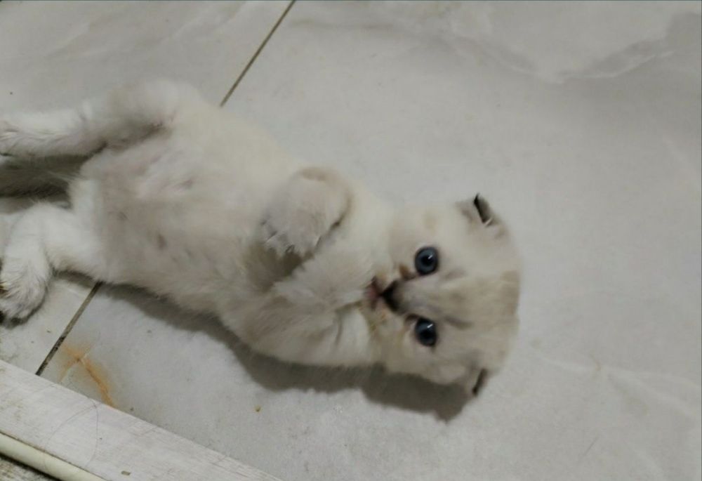 Шиншиллы и белоснежные голубоглазые.