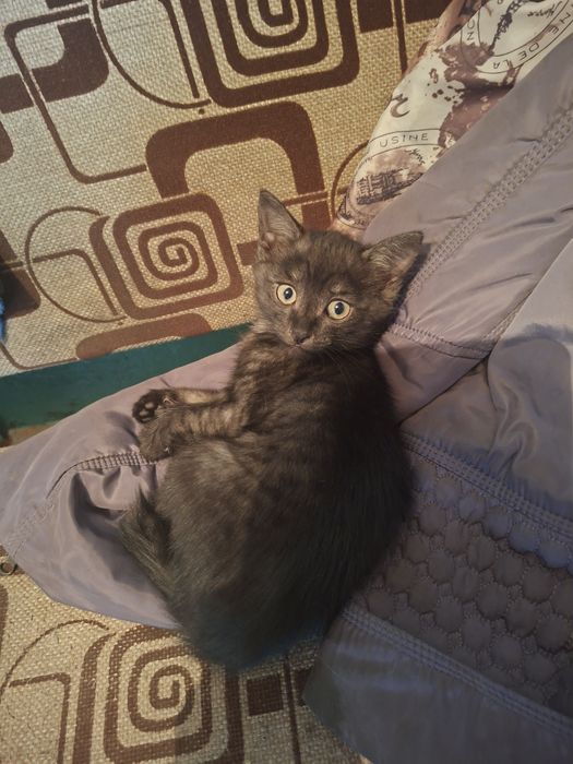 Дарю котят. Крыселовы. Мальчик и девочка