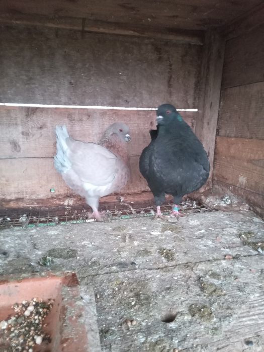 Kingi perching tineri