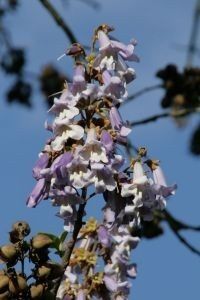 Paulownia Tomentosa (Arborele Printesei )