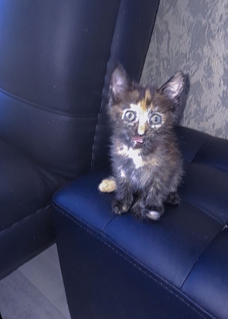 Котята в добрые руки,