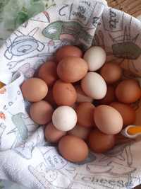 Яйца домашнии,свежии