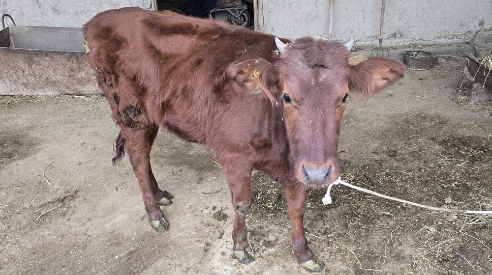 Ғуножинлар сотилади.  1.5 ёшдан