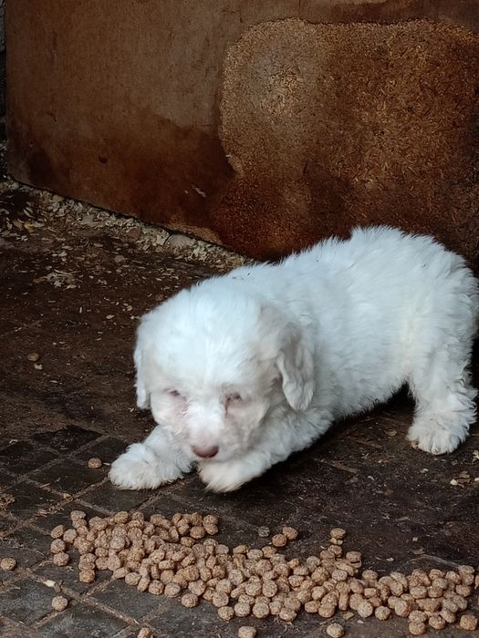 продавам кученца лагото-кокер