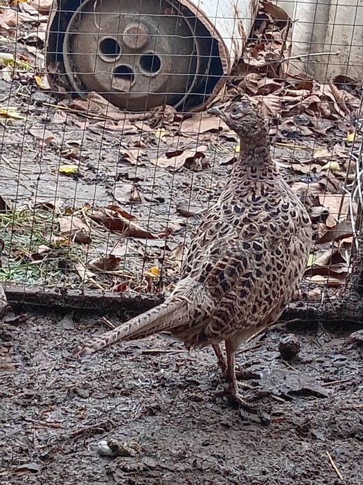 Vând o femela fazan comun