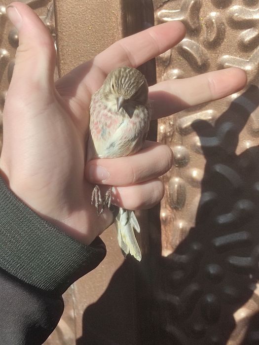 Sava va repl sotiladi