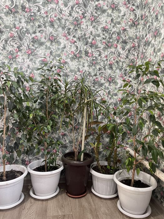 Комнатные растения