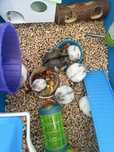 Adoptie hamsteri - fetite si baietei