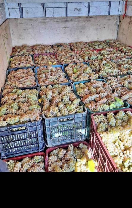 Vindem struguri de vin transportate la lădițe  la domiciliu  mulțumesk