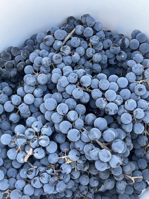 Продам винный-виноград можно на компот или вино