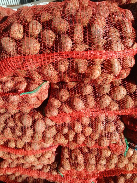 Vând cartofi animale