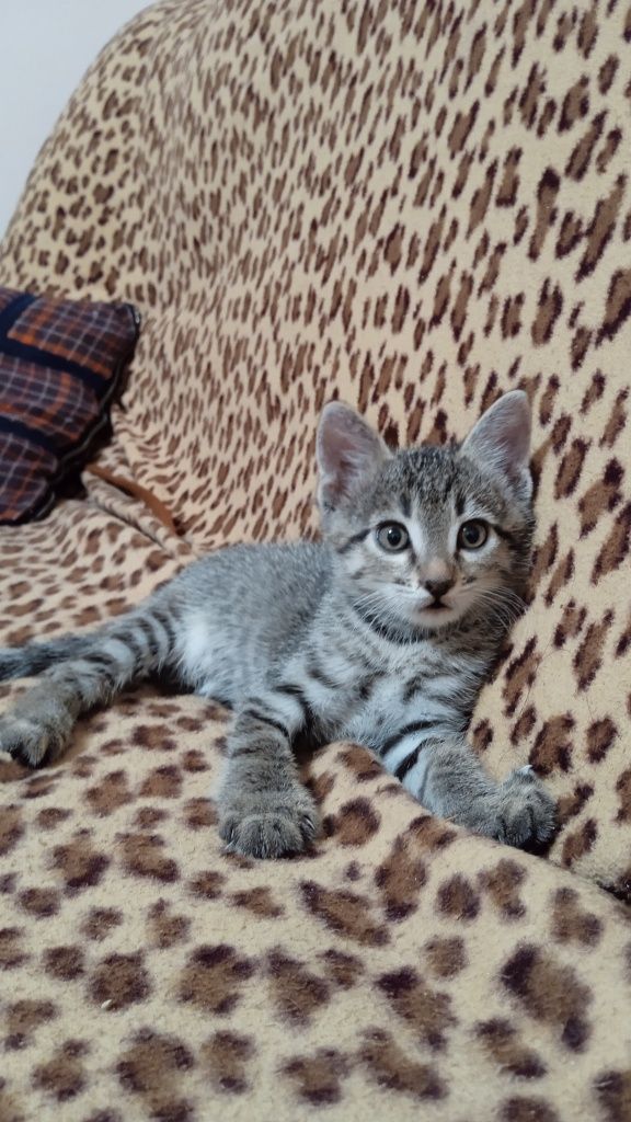 Отдаем котят БЕСПЛАТНО