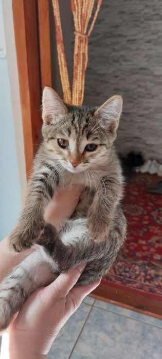 Отдам котенка в добрые руки.