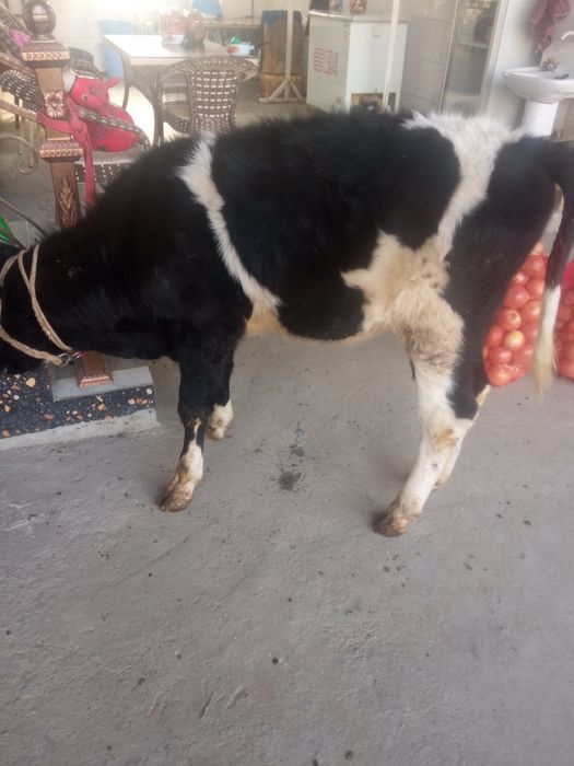 Gunajin sotiladi 10 ml