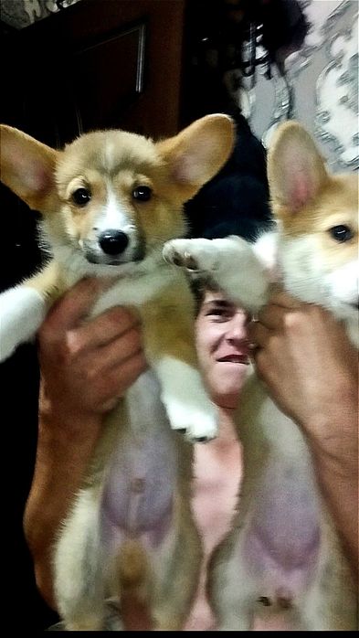 В продаже вельш пемброк корги